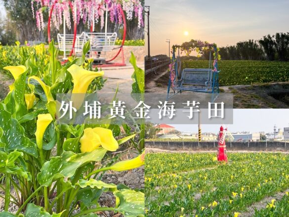 外埔海芋