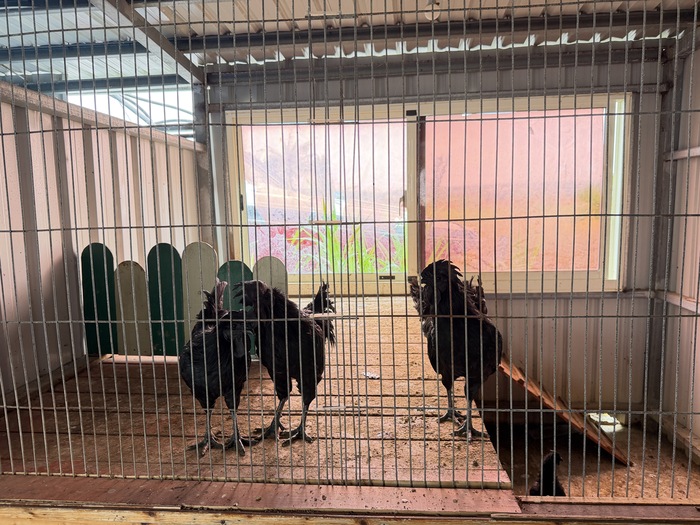 墾草趣親子園區動物