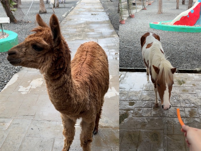 墾草趣親子園區動物