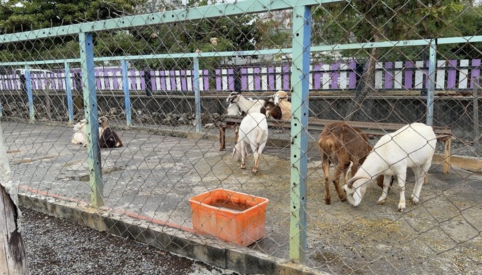 墾草趣親子園區動物