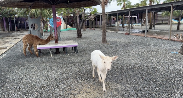 墾草趣親子園區動物