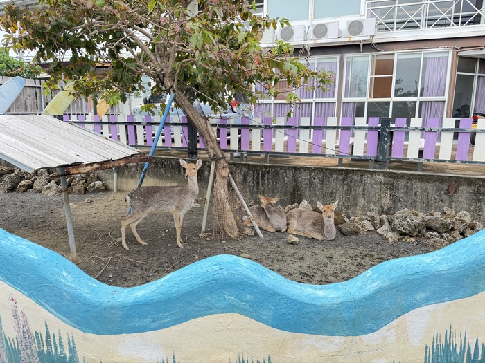 墾草趣親子園區動物